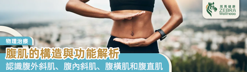 腹肌的構造與功能解析
